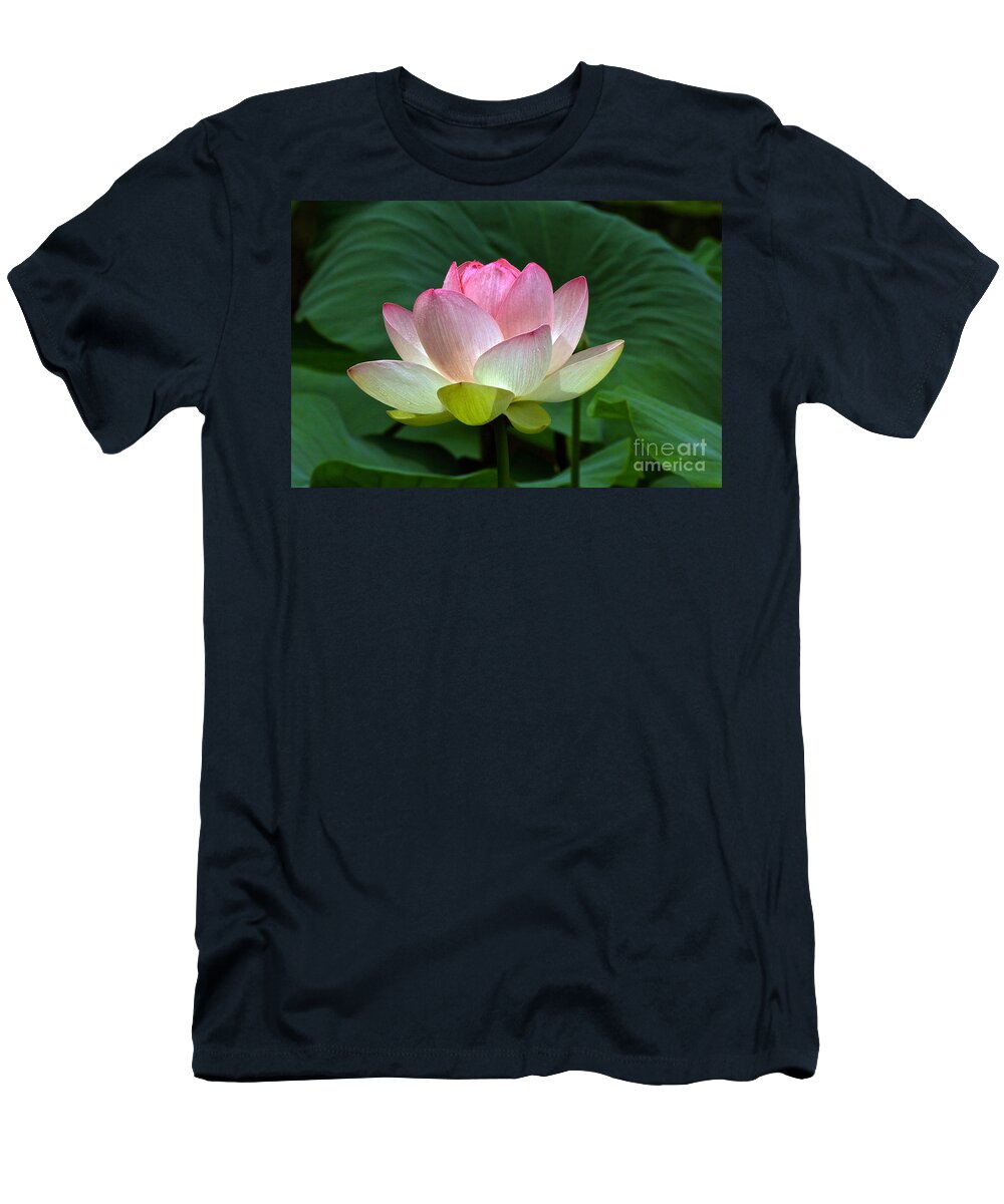 Lotus Hybrid Mrs Perry Slocum T-Shirt featuring the photograph Lotus Light -- view B by Byron Varvarigos