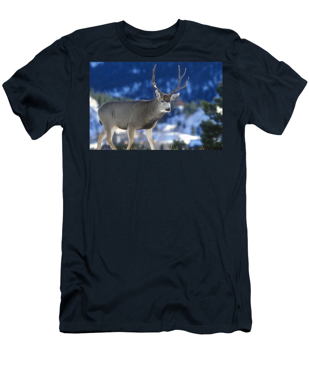 Animal T-Shirt featuring the photograph Mule Deer Buck by Greg Ochocki