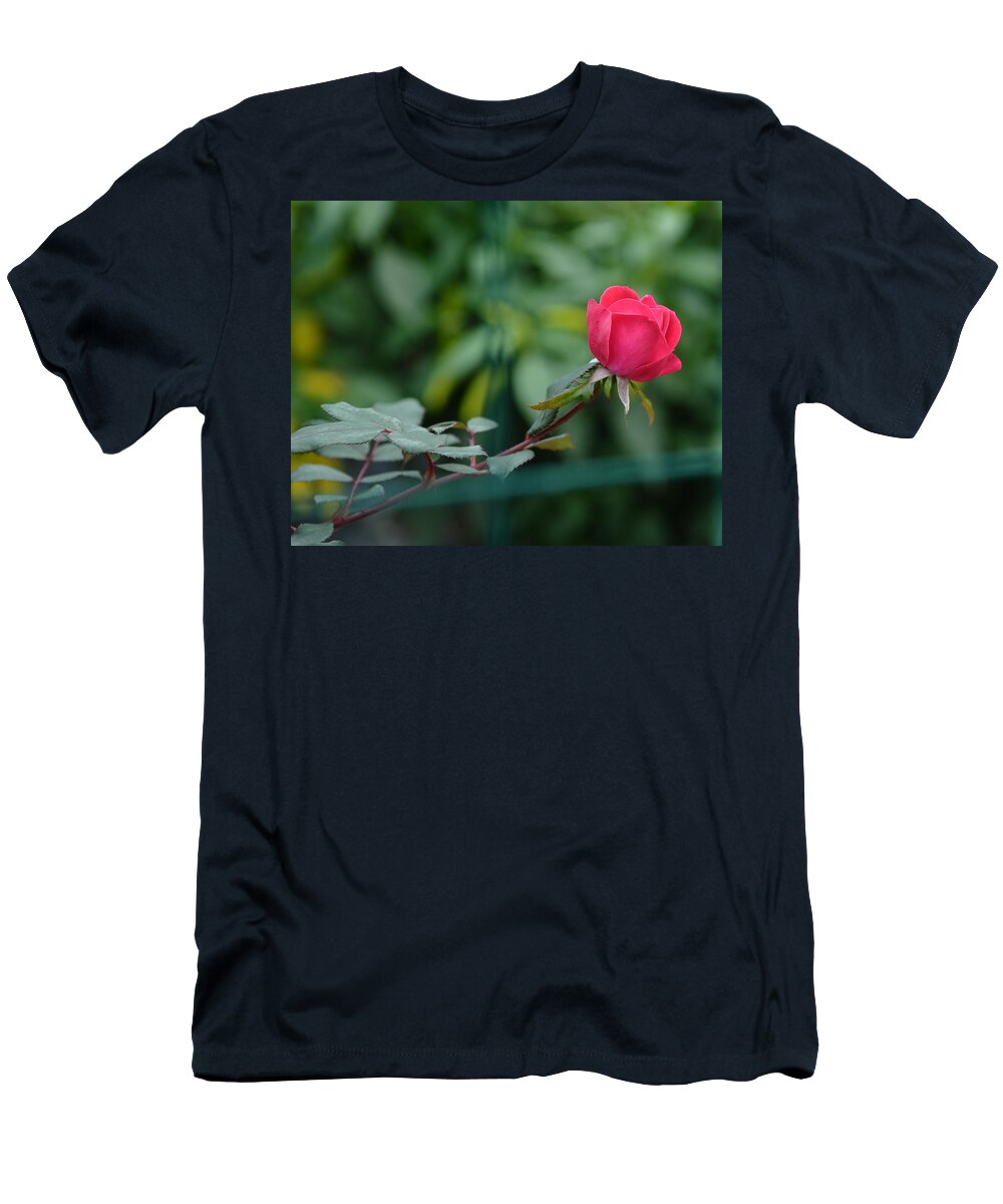 Rosa Berberfolia T-Shirt featuring the photograph Red Rose I by Lisa Phillips