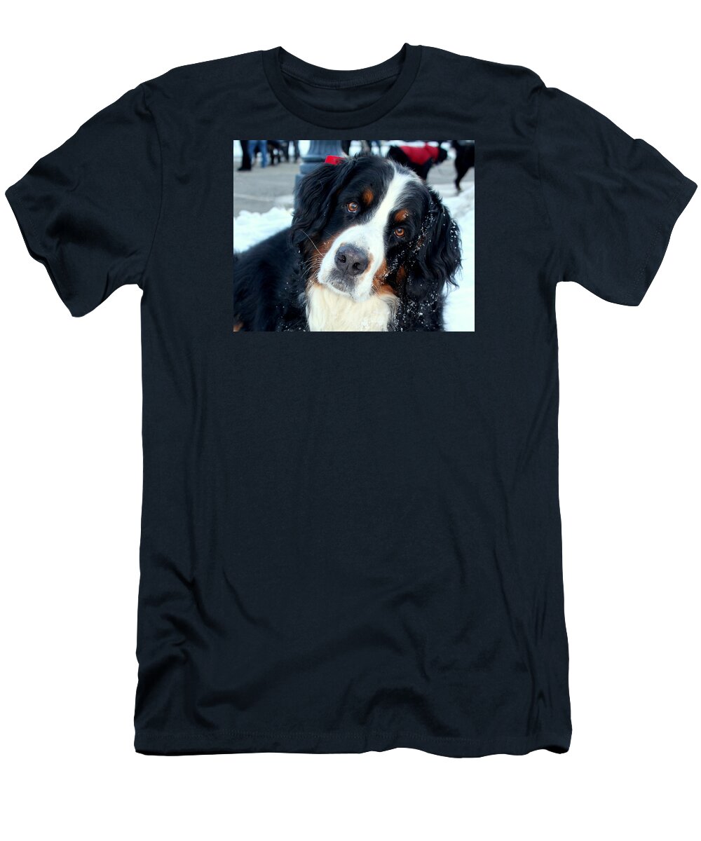 Bernese Mountain Dog T-Shirt featuring the photograph You Said You Love Me by Fiona Kennard