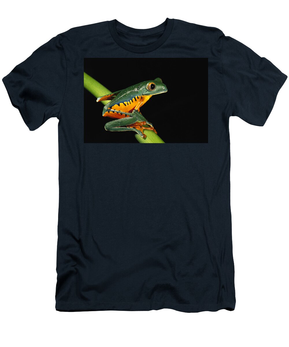 00217049 T-Shirt featuring the photograph Splendid Leaf Frog Ecuador by Pete Oxford