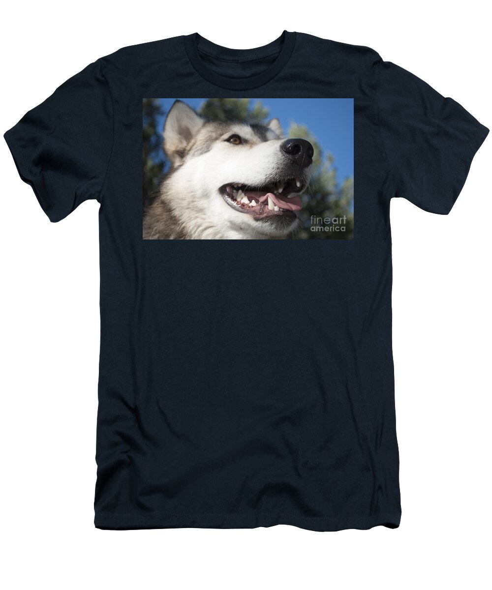 Amber Eyes T-Shirt featuring the photograph Wolf by Juli Scalzi