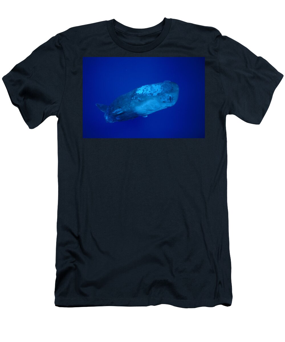 00106892 T-Shirt featuring the photograph Curious Sperm Whale Calf Dominica by Flip Nicklin