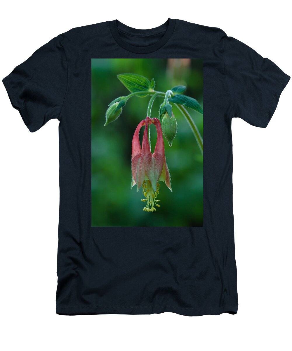 Aquilegia Canadensis T-Shirt featuring the photograph Wild Columbine Flower by Daniel Reed