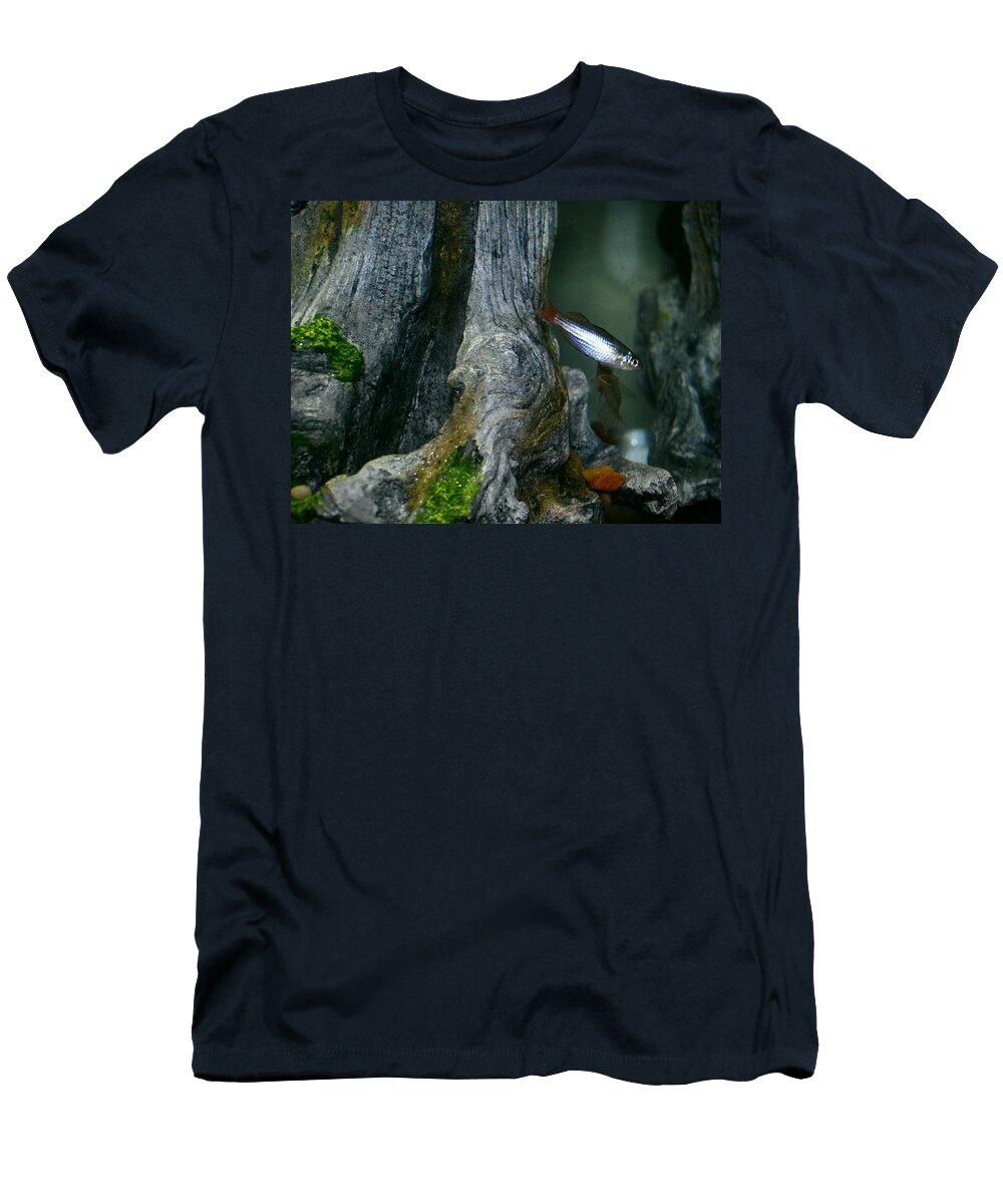 Fish T-Shirt featuring the photograph Australian Rainbow by Stephanie Haertling