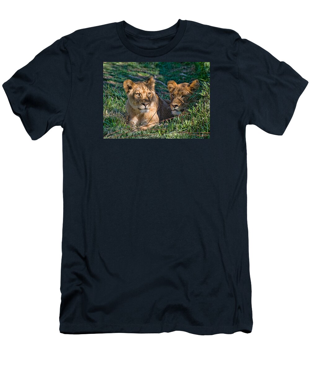 Lions T-Shirt featuring the photograph Female Lions at San Diego Wild Animal Park by Ginger Wakem