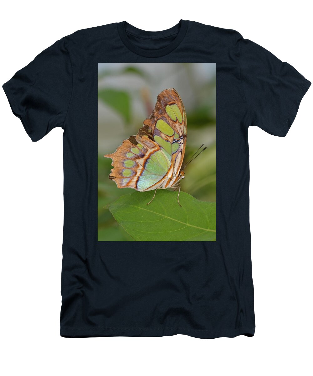 Butterfly T-Shirt featuring the photograph Malachite Butterfly on a Leaf by Artful Imagery