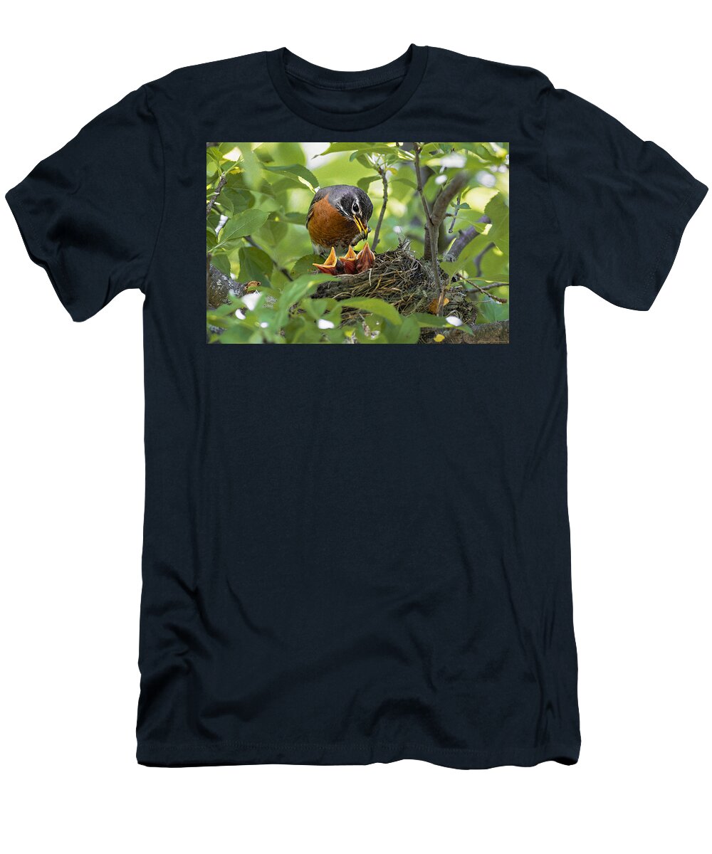 Robin Red Breast T-Shirt featuring the photograph Mother Robin Feeding Her Young by Marty Saccone