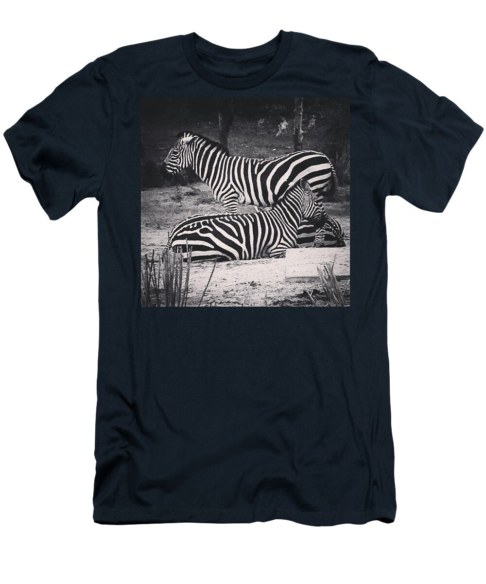 Zebra T-Shirt featuring the photograph Black and White by Kate Arsenault 