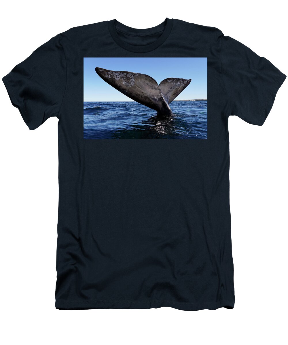 00587013 T-Shirt featuring the photograph Southern Right Whale Sailing #3 by Hiroya Minakuchi