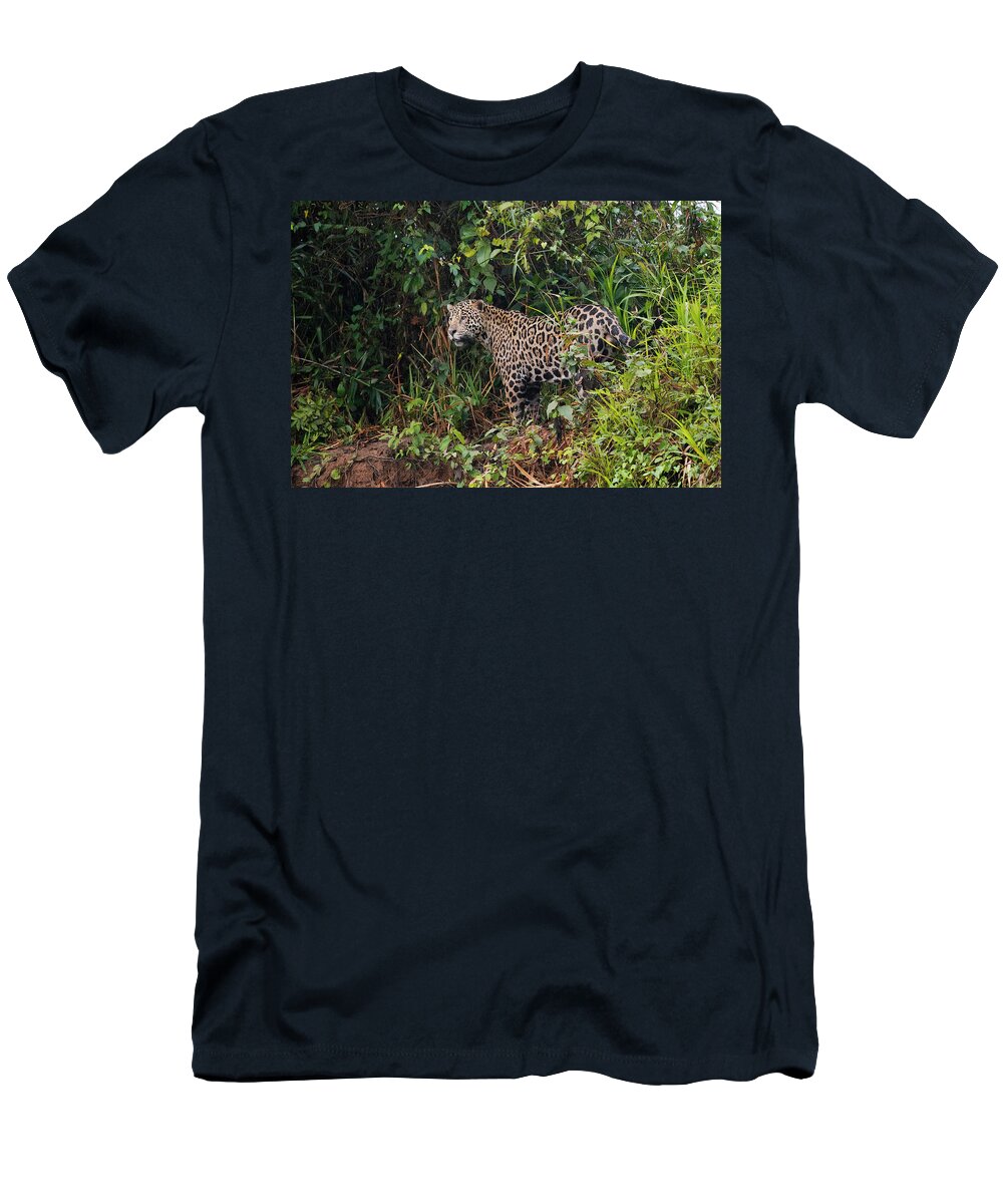 00640550 T-Shirt featuring the photograph Jaguar In The Pantanal by Hiroya Minakuchi