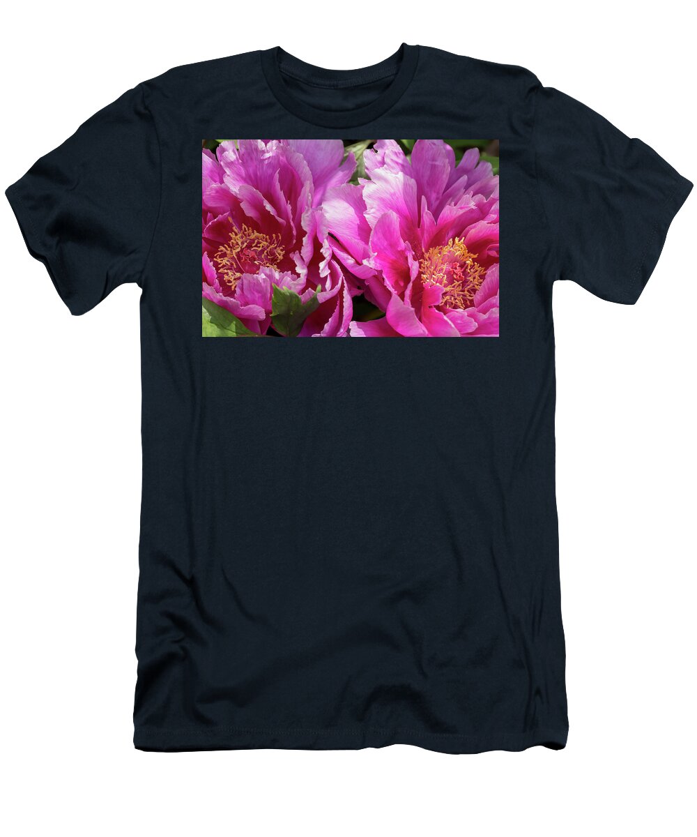 Flower T-Shirt featuring the photograph Magenta-and-White Tree Peonies by Dawn Cavalieri