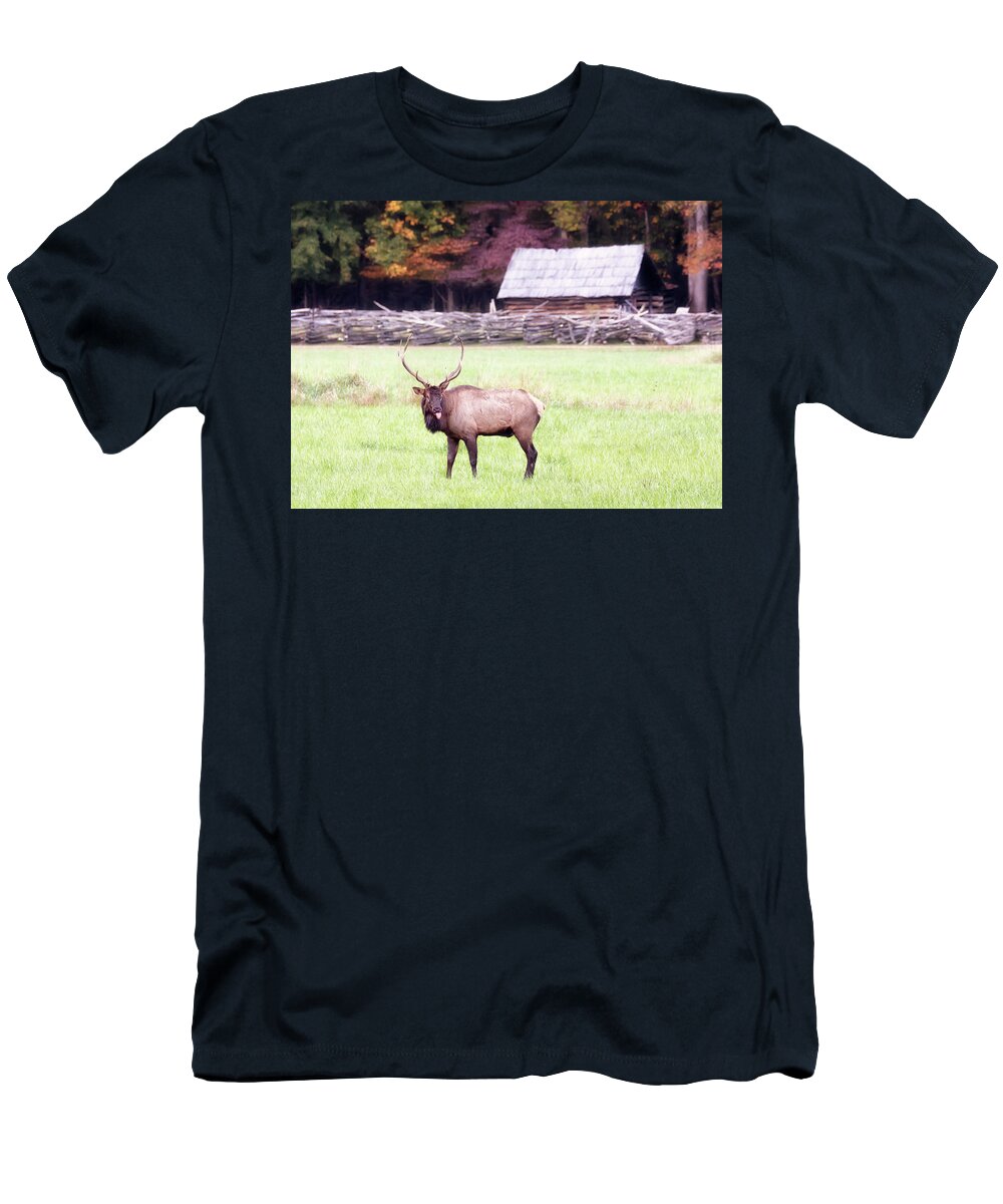 Elk T-Shirt featuring the photograph Pfft - Bull Elk Sticking Tongue Out by Susan Rissi Tregoning