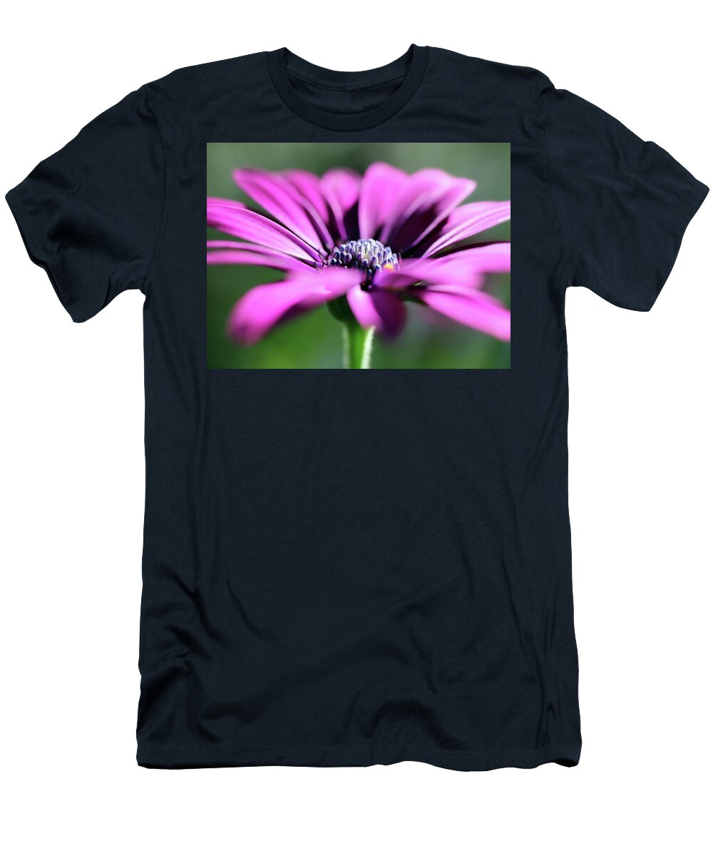 Daisy T-Shirt featuring the photograph Purple Spanish Daisy by Johanna Hurmerinta