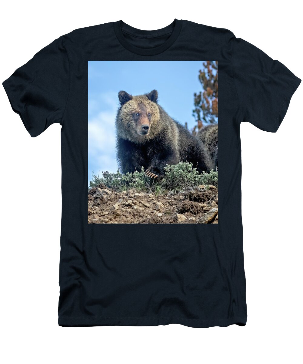 Grizzly Bear T-Shirt featuring the photograph Young Grizzly Bear by Jack Bell