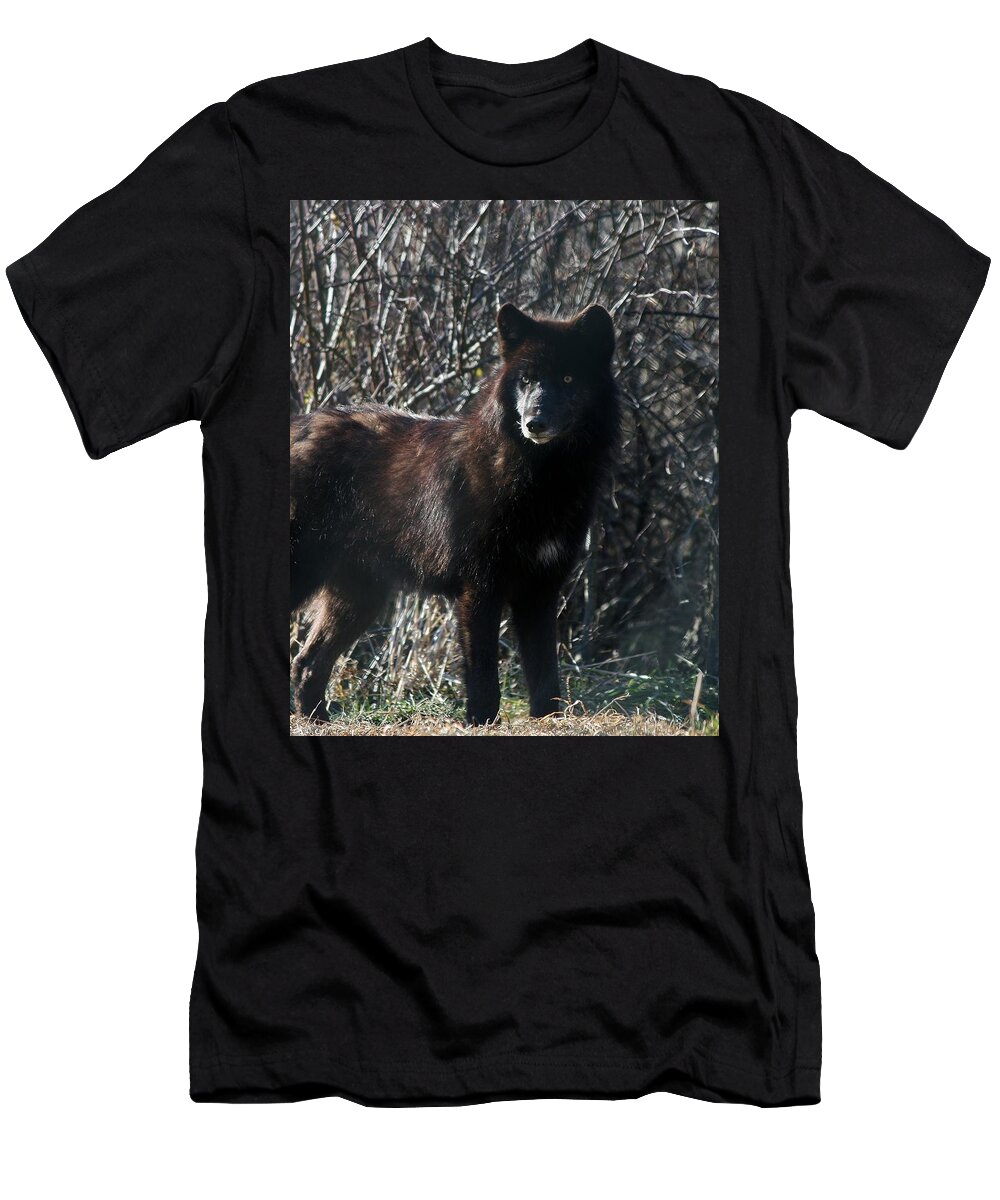 Canis Lupus T-Shirt featuring the photograph Black Wolf by Neal Eslinger