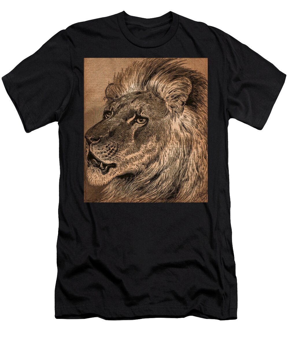 Lion T-Shirt featuring the photograph Lion Dignity by Phil Cardamone