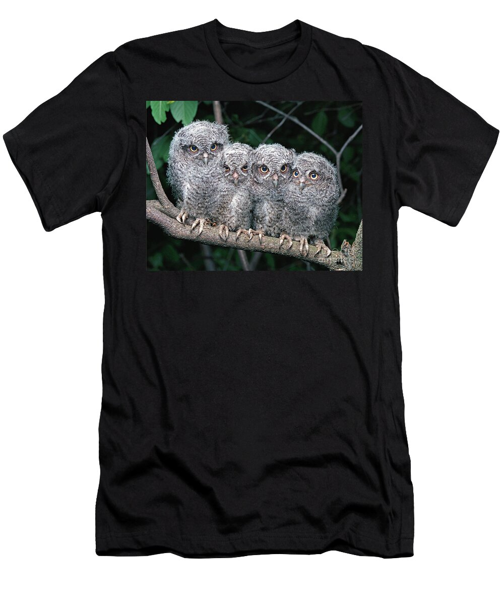 Screech Owl T-Shirt featuring the photograph Eastern Screech Owls #1 by Ron Austing
