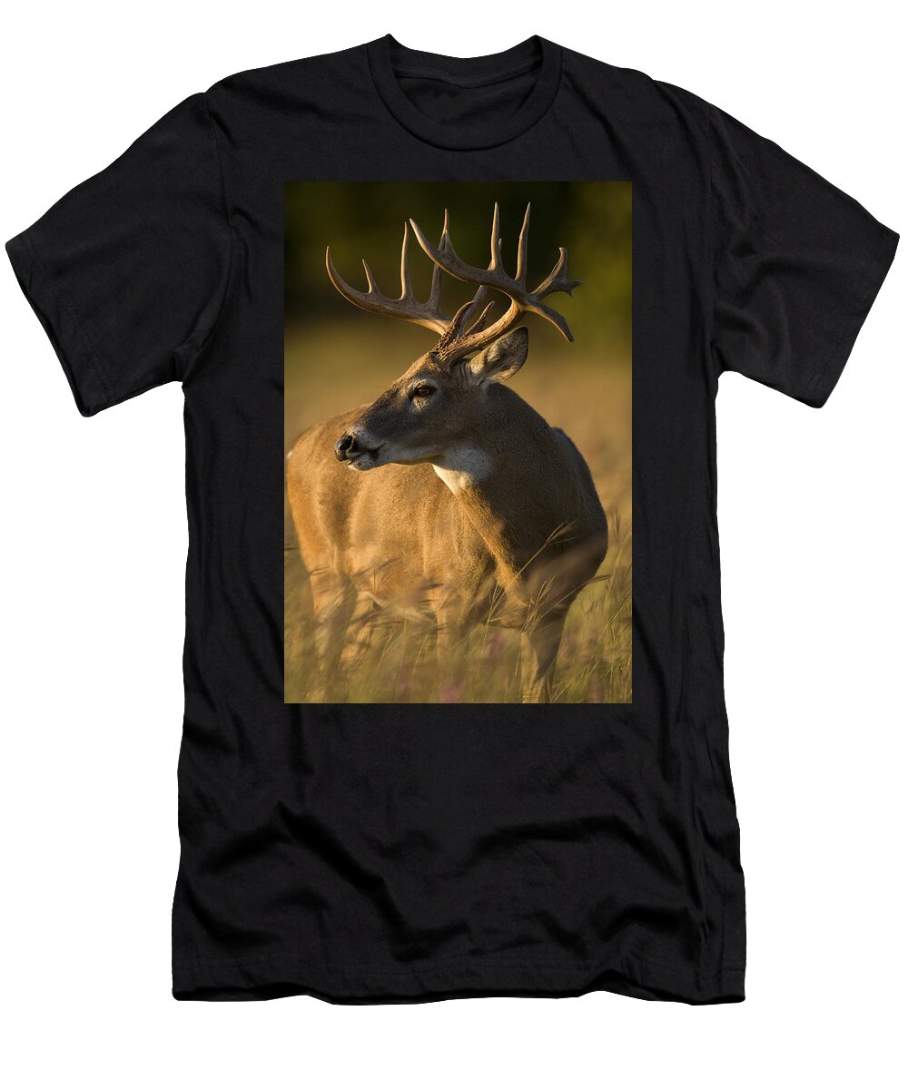 Deer T-Shirt featuring the photograph Healthy #1 by Jack Milchanowski