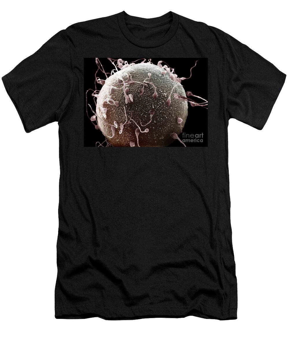 Sperm T-Shirt featuring the photograph Human Sperm And Egg #1 by David M. Phillips
