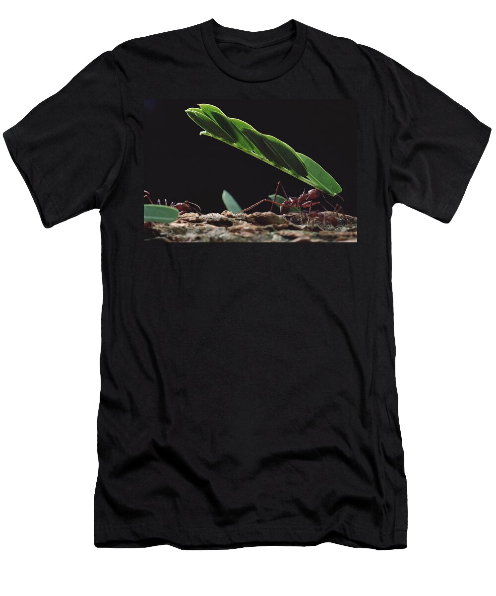 Feb0514 T-Shirt featuring the photograph Leafcutter Ants Carrying Leaves Barro #1 by Mark Moffett