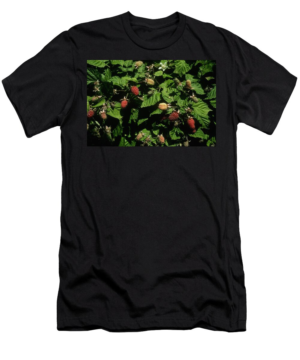 Food T-Shirt featuring the photograph Loganberries #1 by A.b. Joyce