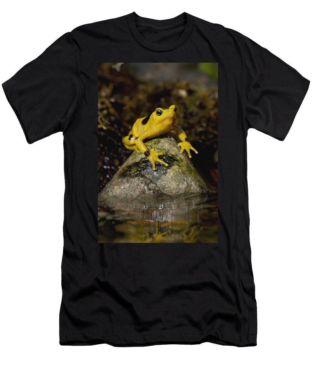 Feb0514 T-Shirt featuring the photograph Panamanian Golden Frog #1 by San Diego Zoo