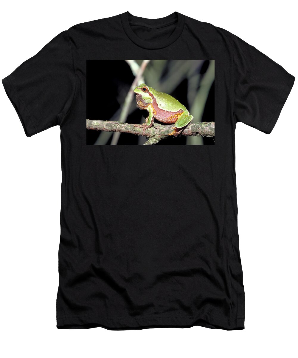 Amphibian T-Shirt featuring the photograph Pine Barrens Tree Frog #1 by Carleton Ray