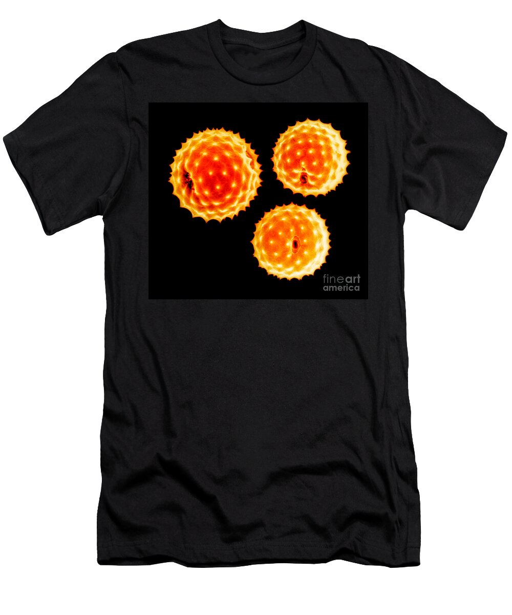 Ragweed T-Shirt featuring the photograph Ragweed Pollen Grains #1 by Scott Camazine