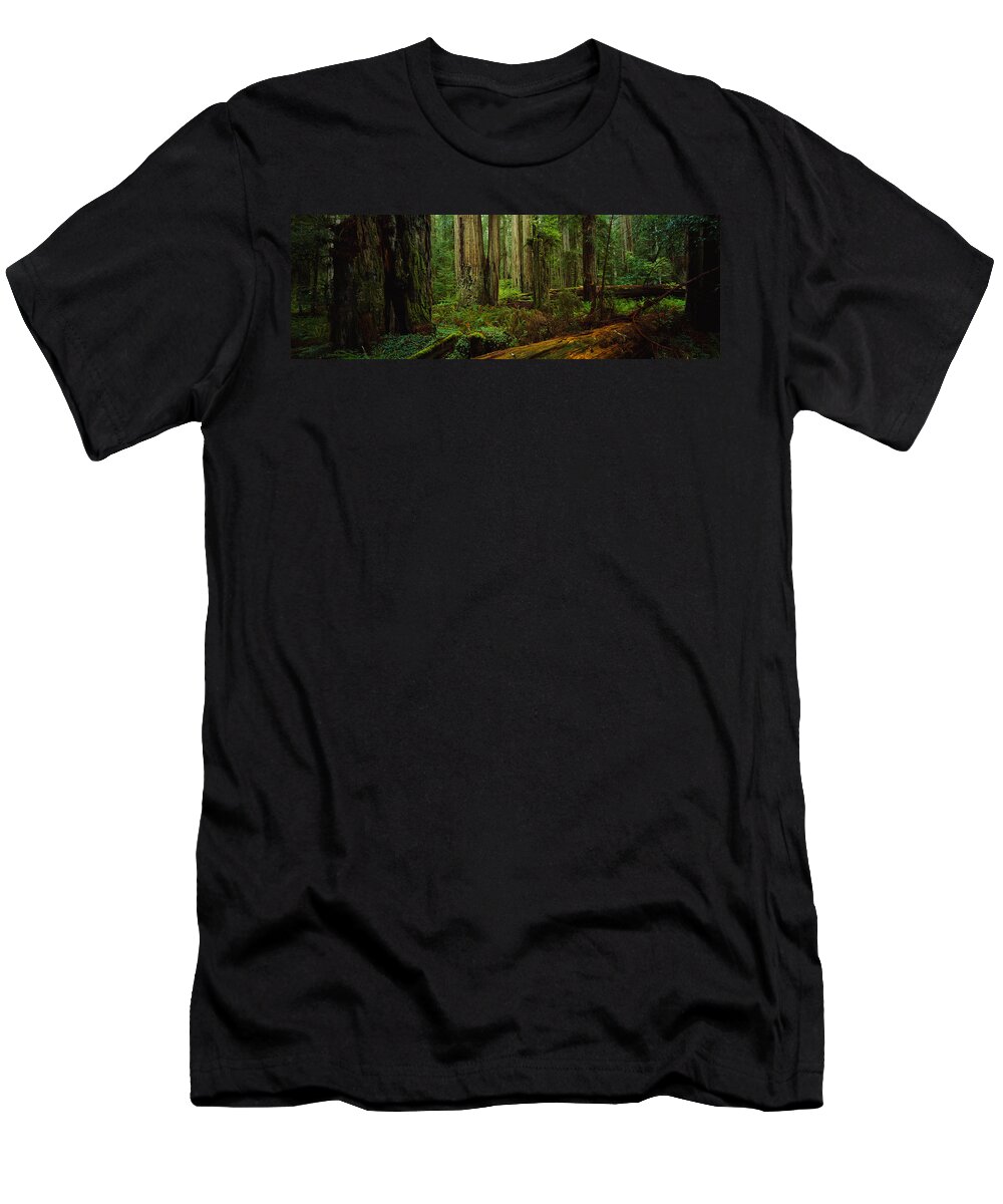 Photography T-Shirt featuring the photograph Trees In A Forest, Hoh Rainforest #1 by Panoramic Images