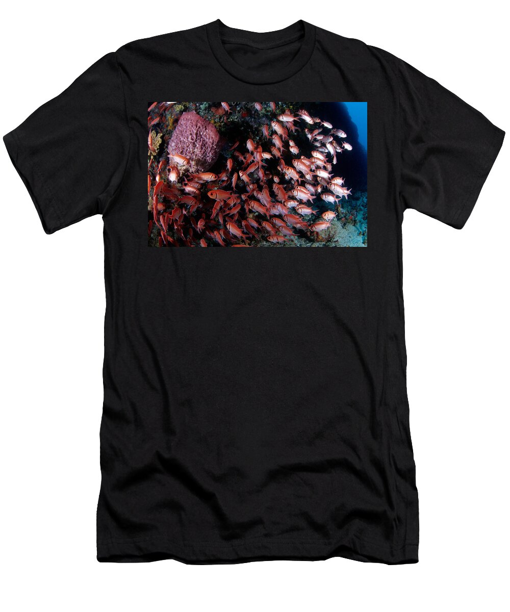 Blackbar Soldierfish T-Shirt featuring the photograph Blackbar Soldierfish #2 by Andrew J. Martinez