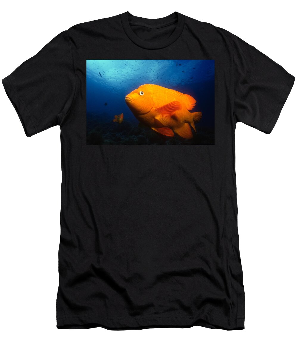 Animal T-Shirt featuring the photograph Garibaldi Hypsypops Rubicundus #2 by Greg Ochocki
