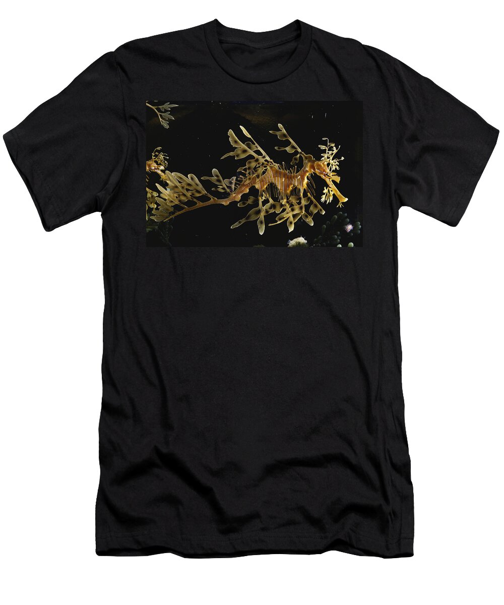 Actinopterygii T-Shirt featuring the photograph Leafy Sea Dragon #2 by Paul Zahl