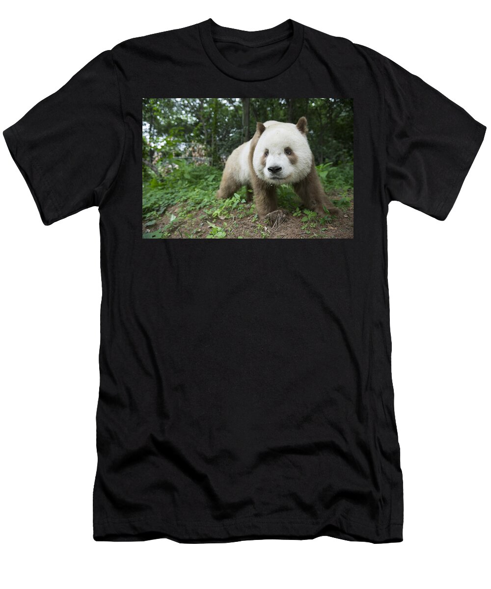 Katherine Feng T-Shirt featuring the photograph Giant Panda Brown Morph China by Katherine Feng
