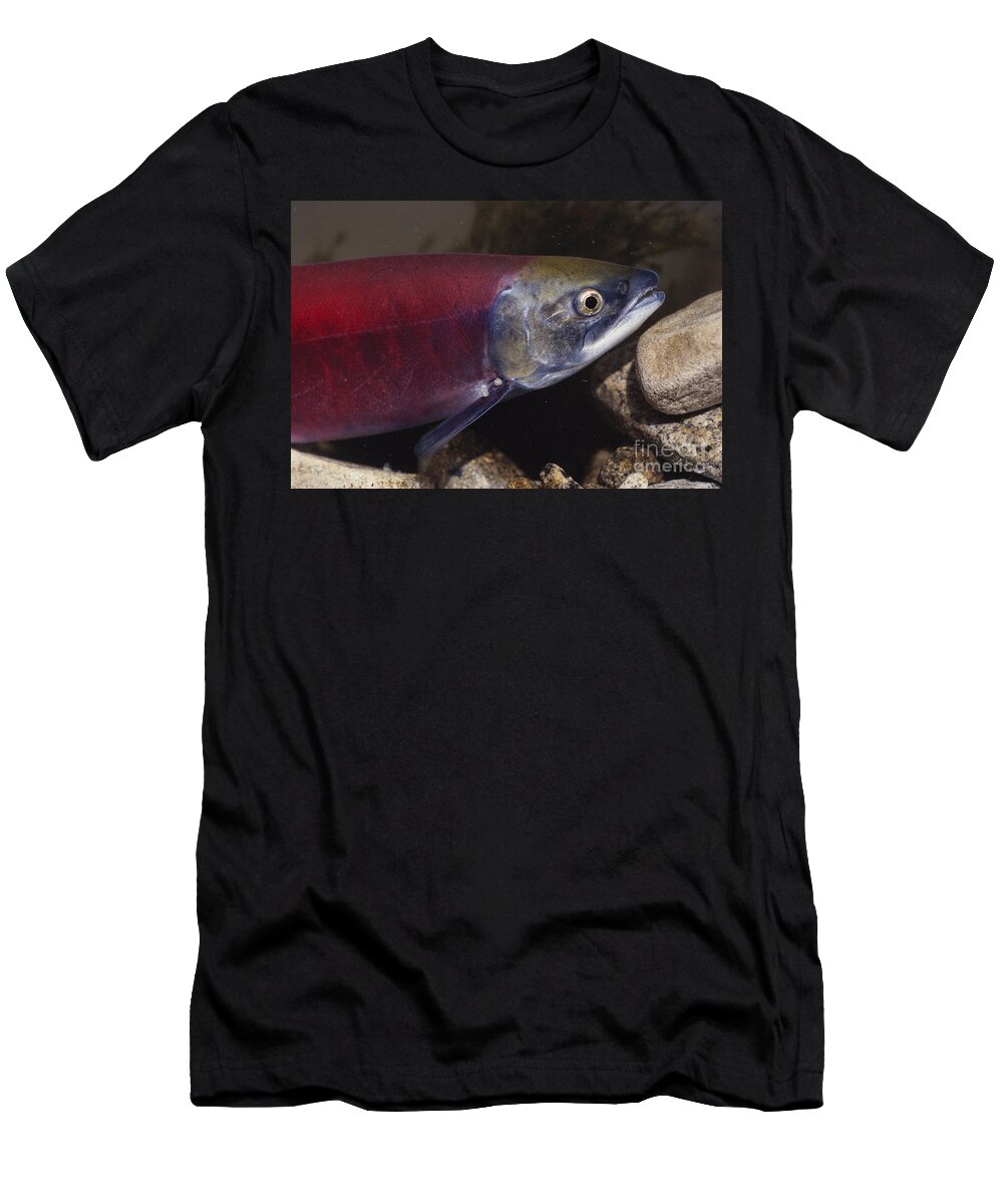 Kokanee Salmon T-Shirt featuring the photograph Kokanee Salmon #4 by William H. Mullins
