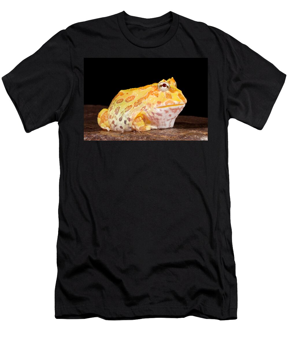Chacoan Horned Frog T-Shirt featuring the photograph Pac Man Frog Ceratophrys #4 by David Kenny