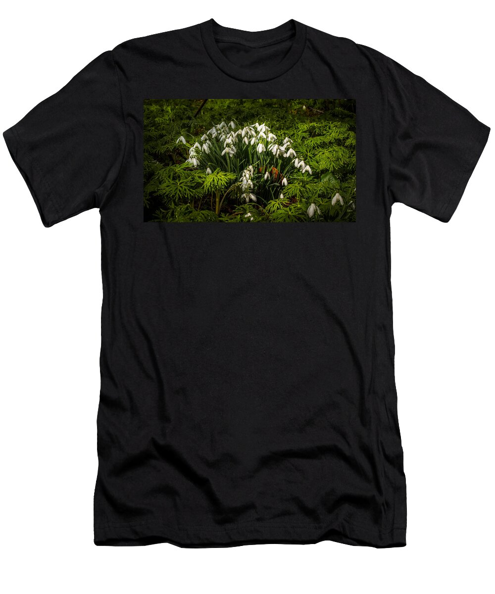 Berkshire T-Shirt featuring the photograph Snowdrop Woods #4 by Mark Llewellyn