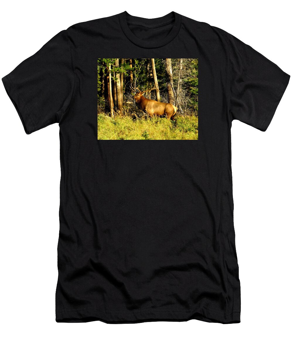 12 Point Elk T-Shirt featuring the photograph 6 Point Bull Elk 2 by Jacqueline Russell