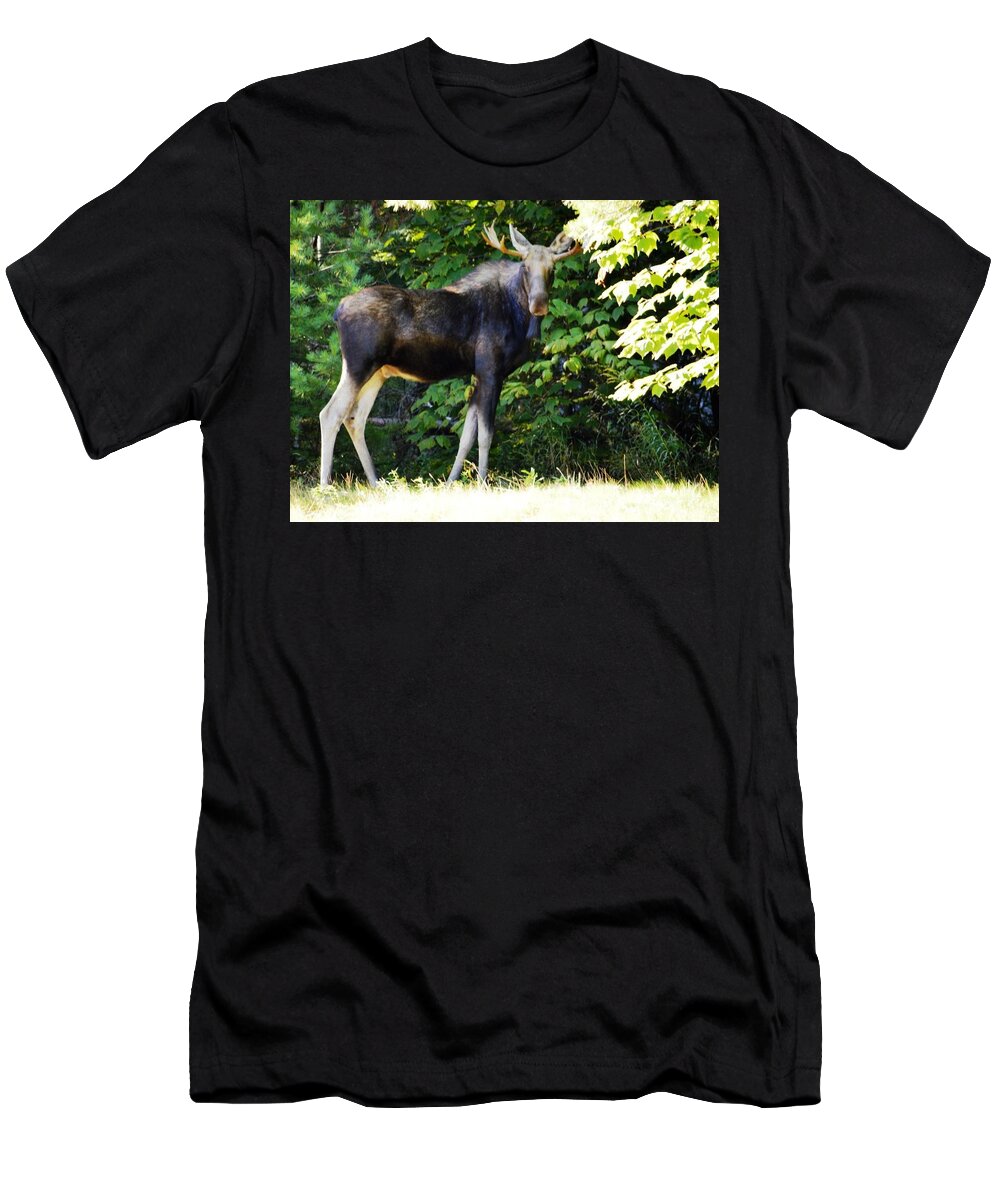 Moose T-Shirt featuring the photograph Acadia Moose by Lena Hatch