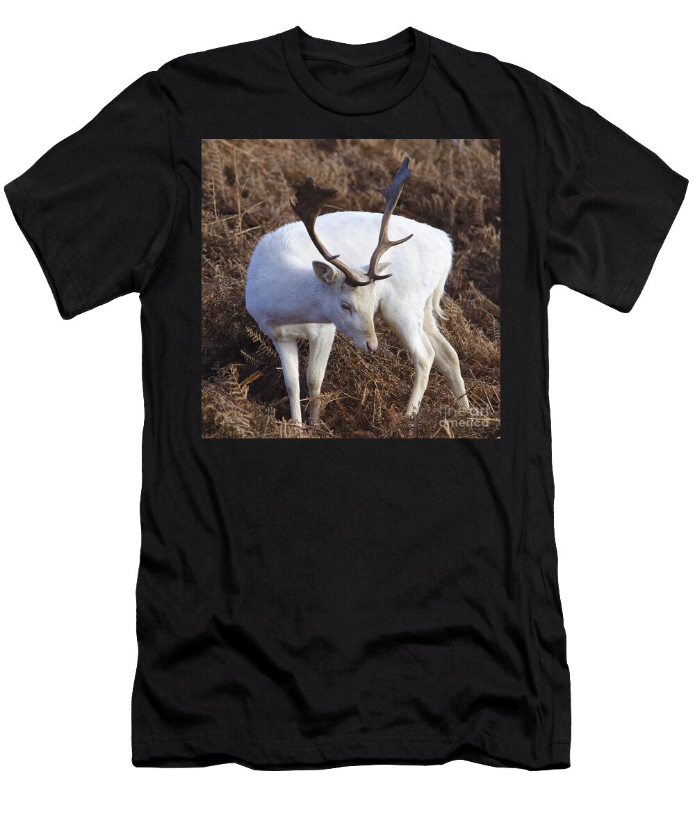 Deer T-Shirt featuring the photograph Albino deer by Steev Stamford