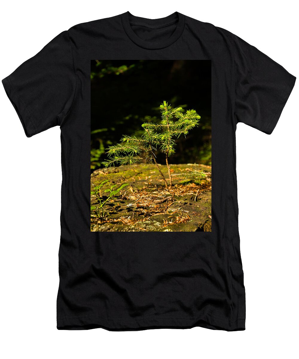 Tree T-Shirt featuring the photograph Ambitious Spruce by Andreas Berthold