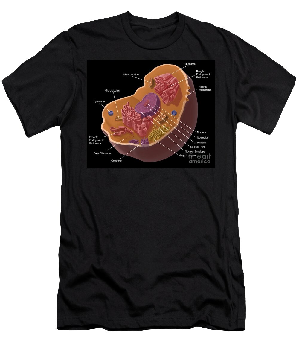 Anatomical T-Shirt featuring the photograph Animal Cell by Spencer Sutton