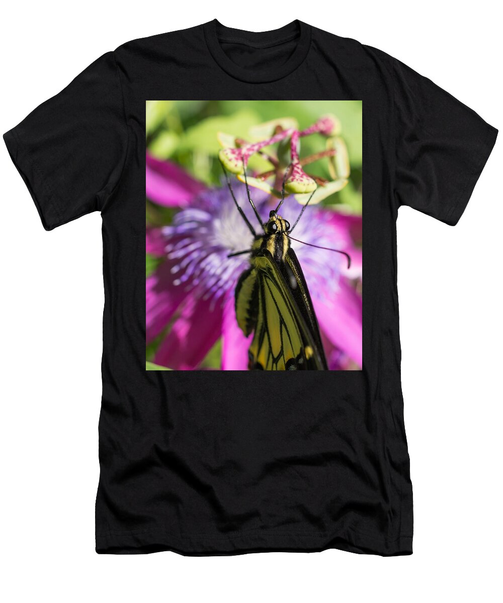 Swallowtail Butterfly T-Shirt featuring the photograph Anise Swallowtail Butterfly and Passionflower by Priya Ghose