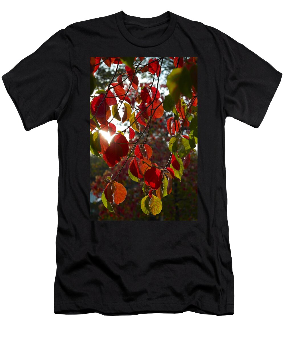 Cornus T-Shirt featuring the photograph Autumn Dogwood in Evening Light by Michele Myers
