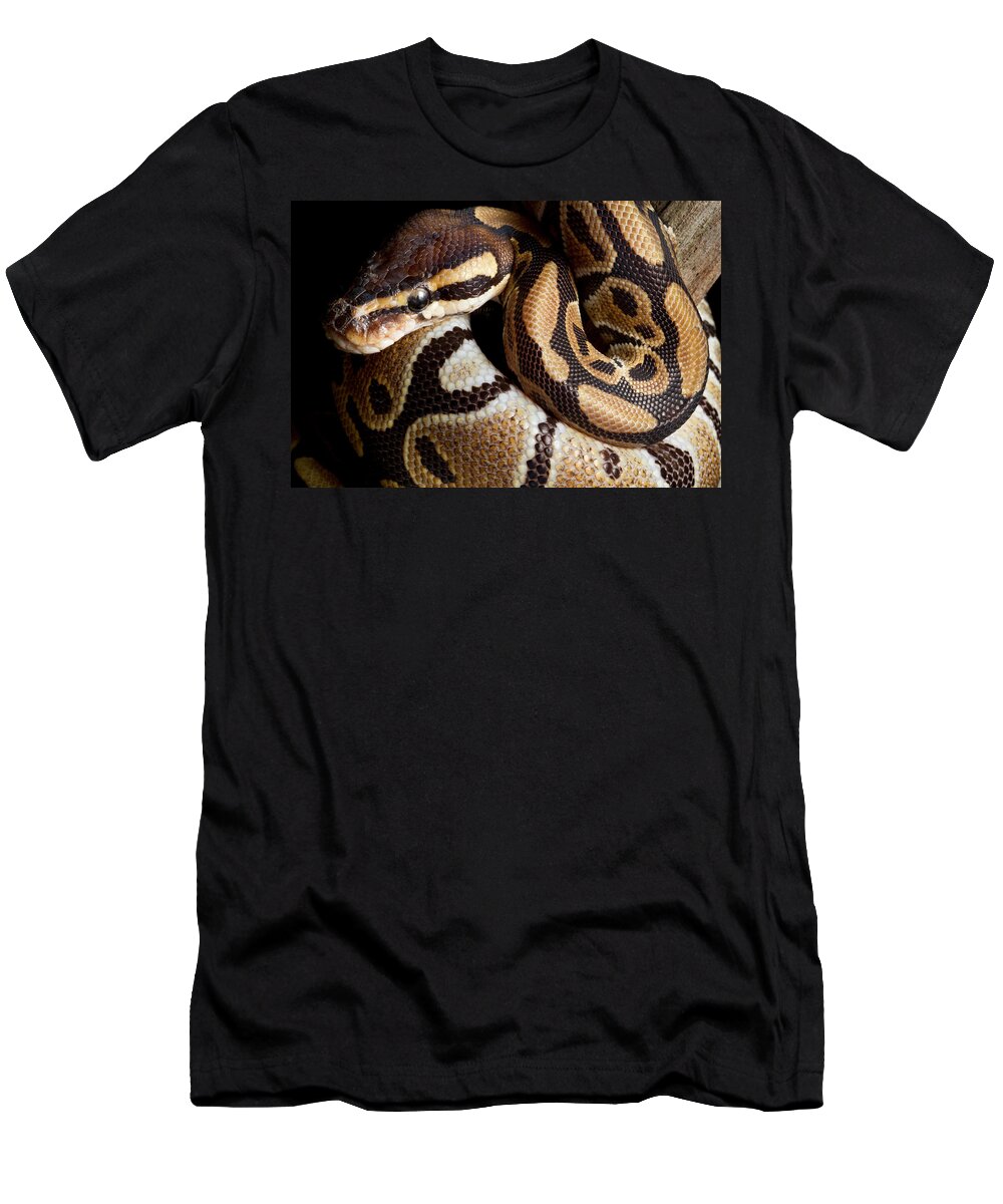 Ball Python T-Shirt featuring the photograph Ball Python Python Regius by David Kenny