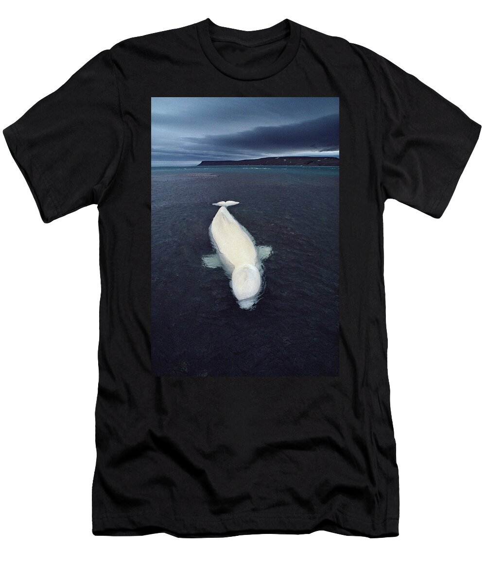 Feb0514 T-Shirt featuring the photograph Beluga Whale Stranded At Low Tide by Flip Nicklin