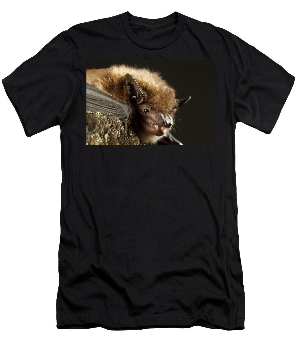 Feb0514 T-Shirt featuring the photograph Big Brown Bat Washington by Michael Durham