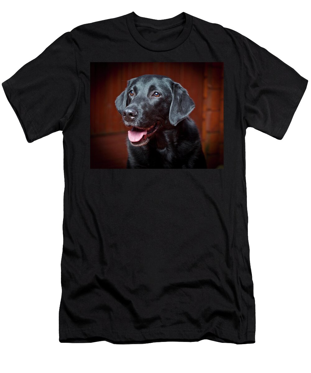 Photography T-Shirt featuring the photograph Black Labrador Retriever. Young Male by Animal Images