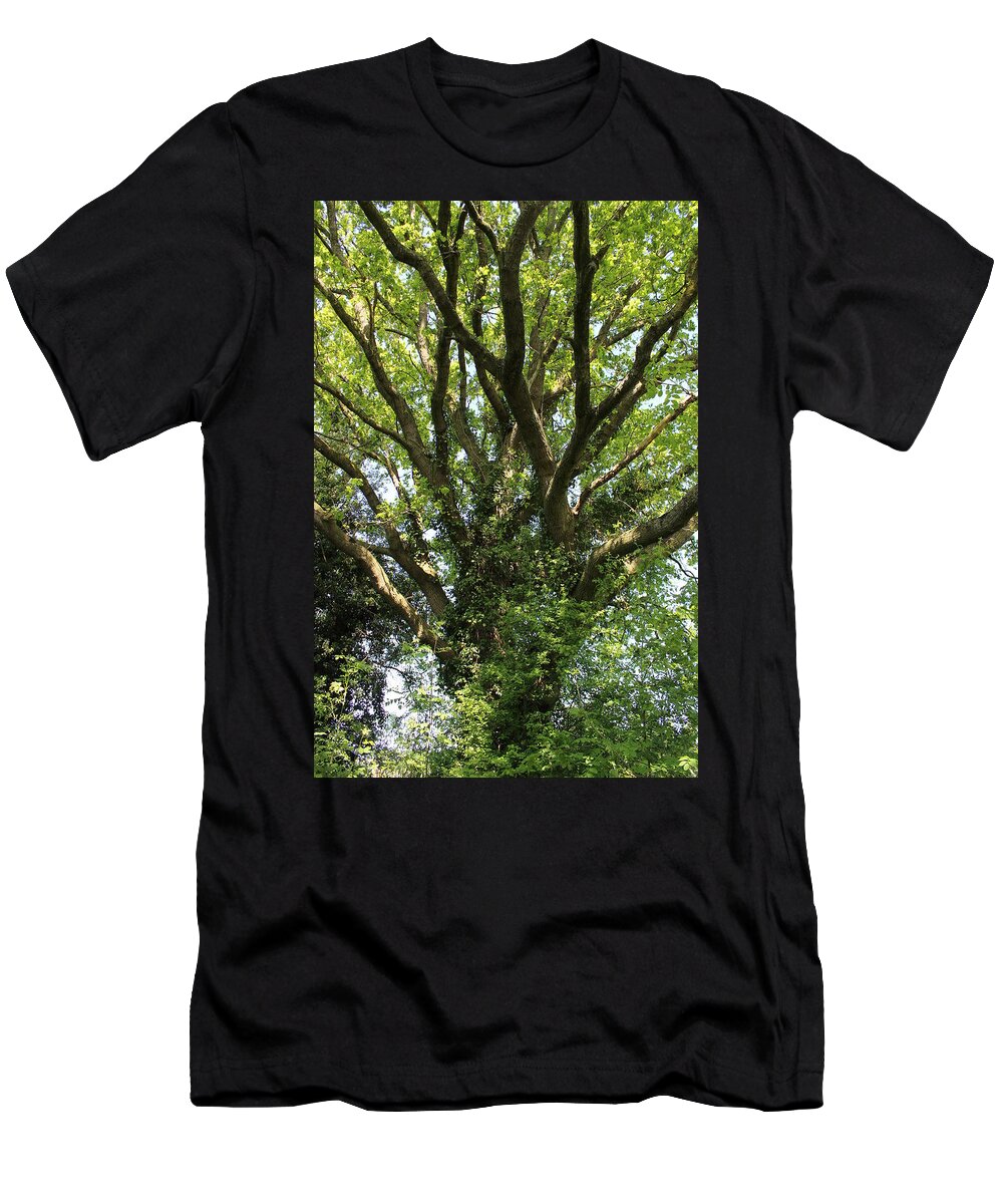 Tree T-Shirt featuring the photograph Branching Out by Sarah Qua