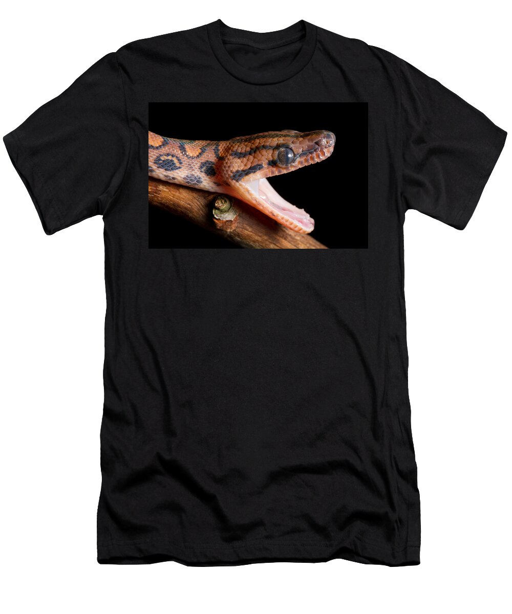 Animal T-Shirt featuring the photograph Brazilian Rainbow Boa Stretching Jaw by David Kenny